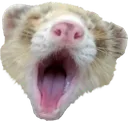 sleepyboie