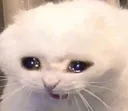 Sad Cat sad_cat Discord Emoji