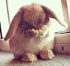 shybunny