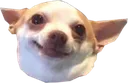 chico