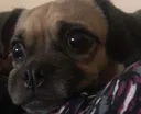 saddoggo