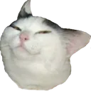 smugcat smugcat