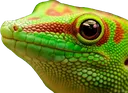 gecko
