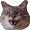 Catevil CatEvil Discord Emoji