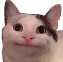 politecat politecat