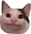entroPoliteCat