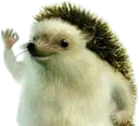 HahaYes HahaYes