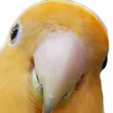 makar