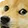 dogeeyes Discord Emoji