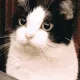 catmlem catmlem
