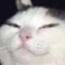 suscat