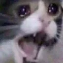 Cat No catno Discord Emoji