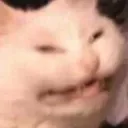 Cat Smug CatSmug Discord Emoji