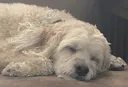 SleepinPuppo SleepinPuppo