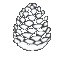 Spinning_White_Conifer