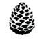 Spinning_Black_Conifer