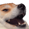 :doggolol: