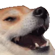 doggolol