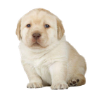 568093660890136587.png