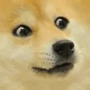 doge doge