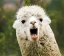 llamagasp llamagasp