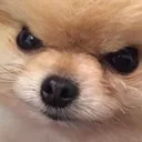 angredoggo