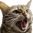 dyingcMAD