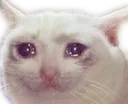 CatSad