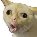 hnsCatDerpOwO