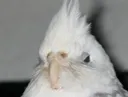 Angery