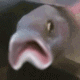 fishhim_sad