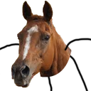 horse_man