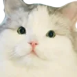 nyaCatutism
