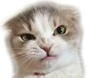 katgry
