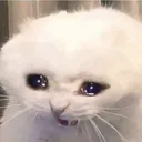sadcatto2
