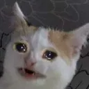 sadcatto3
