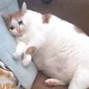 sadcatto4 sadcatto4
