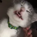 eeee