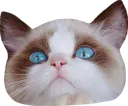 taybenjamin taybenjamin
