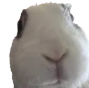 hewwodaisy