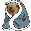 GoatinBlanket