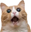 Cat_WOW
