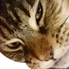 kittysquint kittysquint