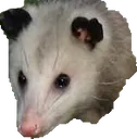 Opossum