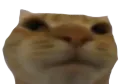 yocat yocat