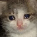 cryingcat cryingcat