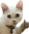 thumbsup_cat