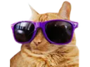 Cool Cat coolcat Discord Emoji