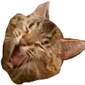 yawn