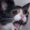 sadcat